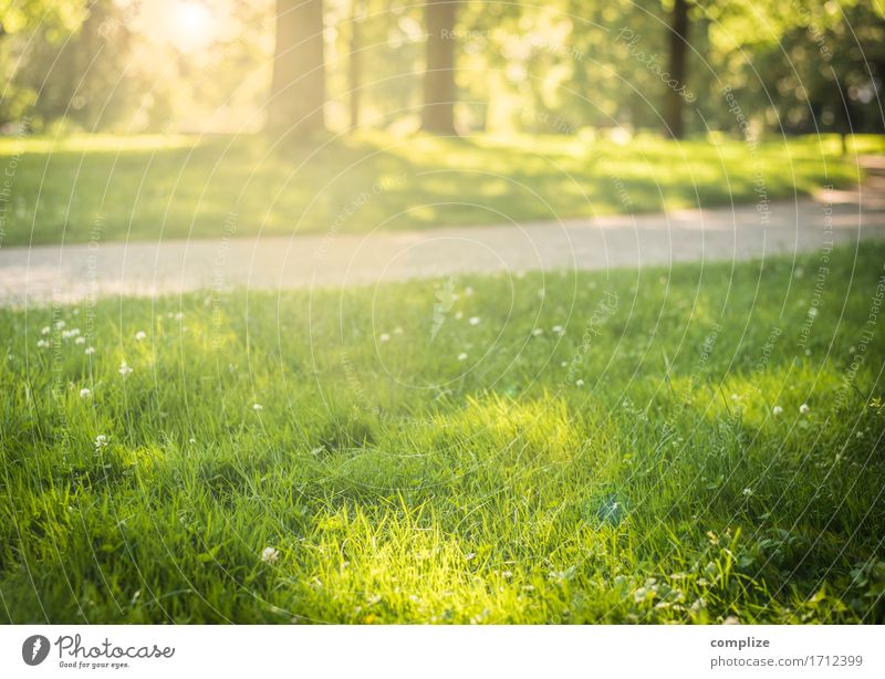 Sonne im Park Lifestyle Wohlgefühl Sinnesorgane Freizeit & Hobby Umwelt Natur Landschaft Pflanze Urelemente Klima Schönes Wetter Baum Blume Gras Sträucher