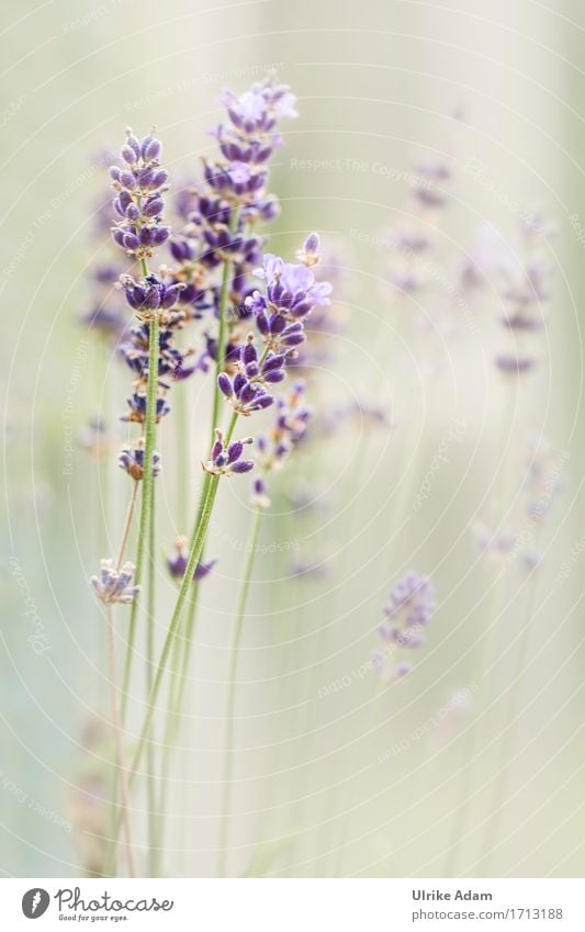 Lavendel ( Lavandula ) Design Garten einrichten Innenarchitektur Dekoration & Verzierung Tapete Bild Leinwand Poster Natur Pflanze Sonnenlicht Sommer