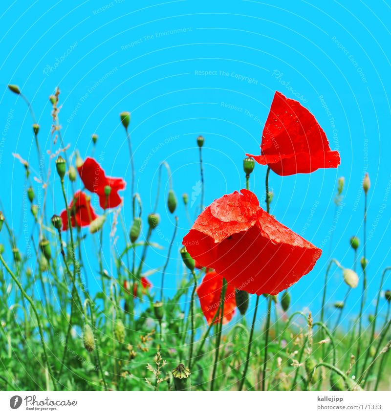 poppy Farbfoto mehrfarbig Detailaufnahme Tag Umwelt Natur Landschaft Pflanze Luft Wassertropfen Himmel Klima Klimawandel Wetter Schönes Wetter Blume Gras
