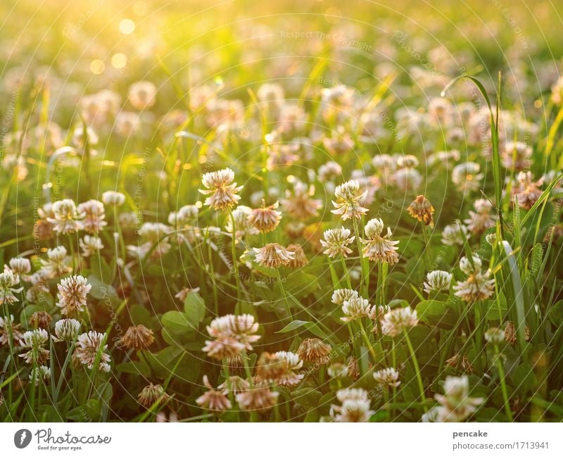 leuchtstoff Natur Landschaft Urelemente Sonne Sonnenlicht Sommer Schönes Wetter Gras Blatt Blüte Nutzpflanze Wiese Feld Duft hell schön Wärme Romantik Frieden