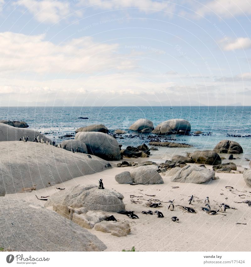 Penguin Paradise Farbfoto Außenaufnahme Menschenleer Textfreiraum oben Tag Totale Sand Wasser Himmel Wolken Schönes Wetter Hügel Felsen Küste Meer Insel Tier