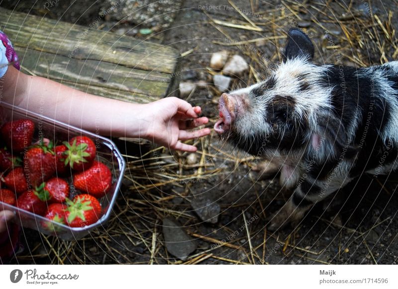 olaf Lebensmittel Frucht Erdbeeren Picknick Mensch Mädchen Arme Hand Finger 1 3-8 Jahre Kind Kindheit Tier Haustier Nutztier kune kune schwein Schwein