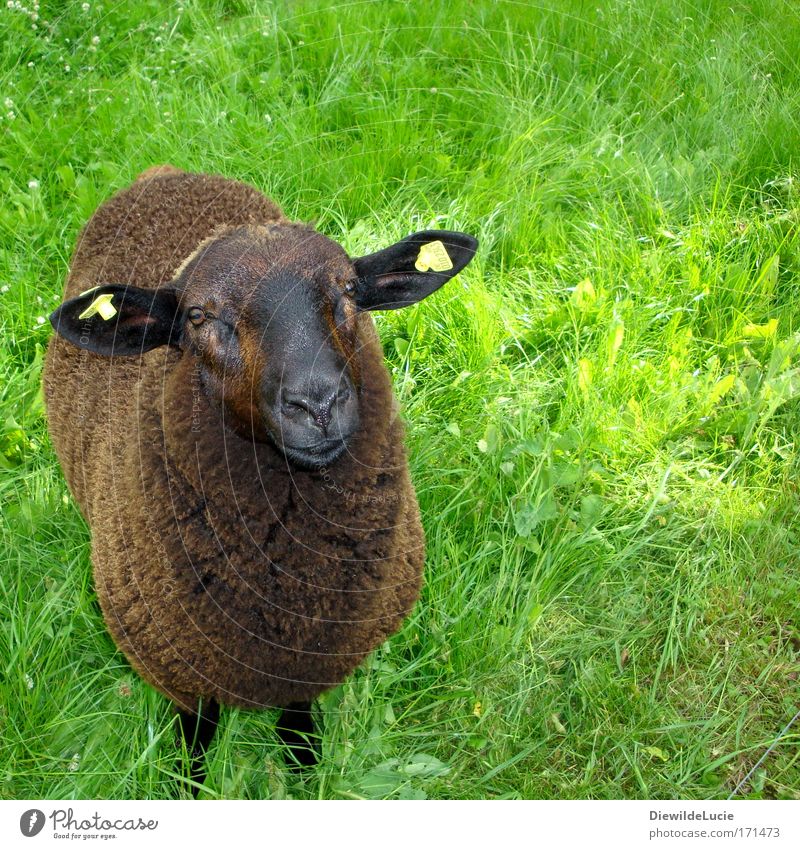 Ich bin das schwarze Schaf der Familie Tierporträt Blick in die Kamera harmonisch Wohlgefühl Zufriedenheit Wiese Nutztier Fell beobachten Freundlichkeit Glück