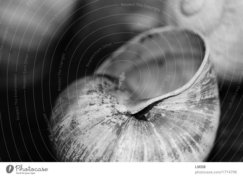 Schneckenwohnung II Tier 1 schwarz weiß Glaube demütig Traurigkeit Sorge Trauer Tod Schneckenhaus Rest Hülle Vergänglichkeit dunkel Schwarzweißfoto Nahaufnahme