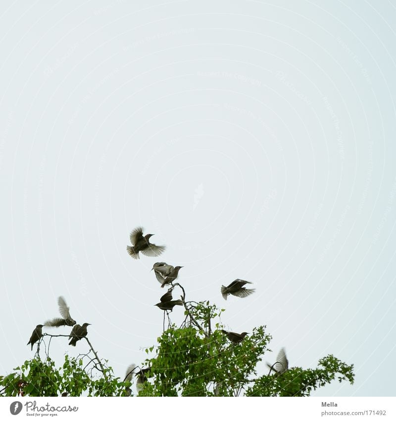 Abgehoben Umwelt Natur Tier Himmel Frühling Sommer Pflanze Baum Baumkrone Ast Birke Vogel Flügel Star Tiergruppe Schwarm Bewegung fliegen frei Zusammensein