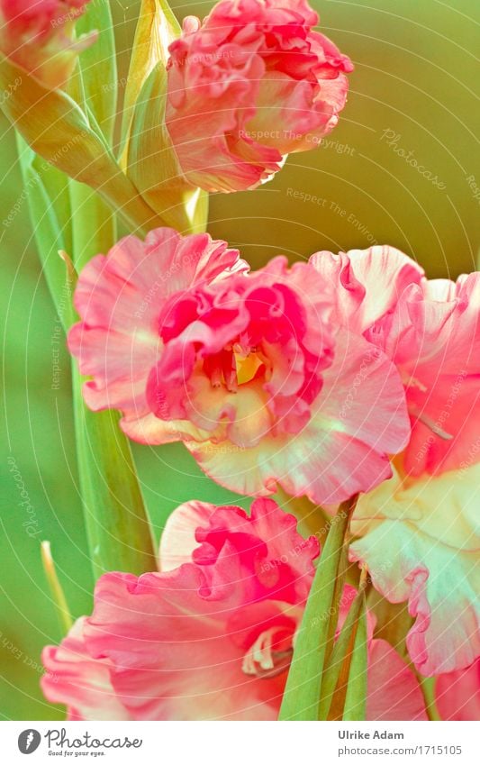 Gladiolen ( Gladiolus ) elegant Design Garten Innenarchitektur Dekoration & Verzierung Tapete Bild Leinwand Poster Postkarte Natur Pflanze Sonnenlicht Sommer