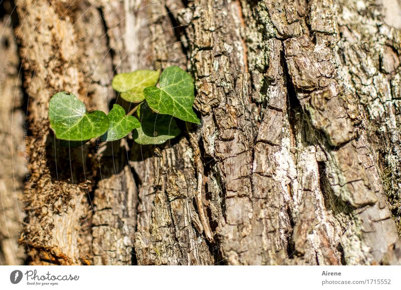jeder fängt mal klein an Natur Pflanze Baum Blatt Grünpflanze Baumstamm Baumrinde Efeu Kletterpflanzen Parasit festhalten hängen Wachstum neu braun grün