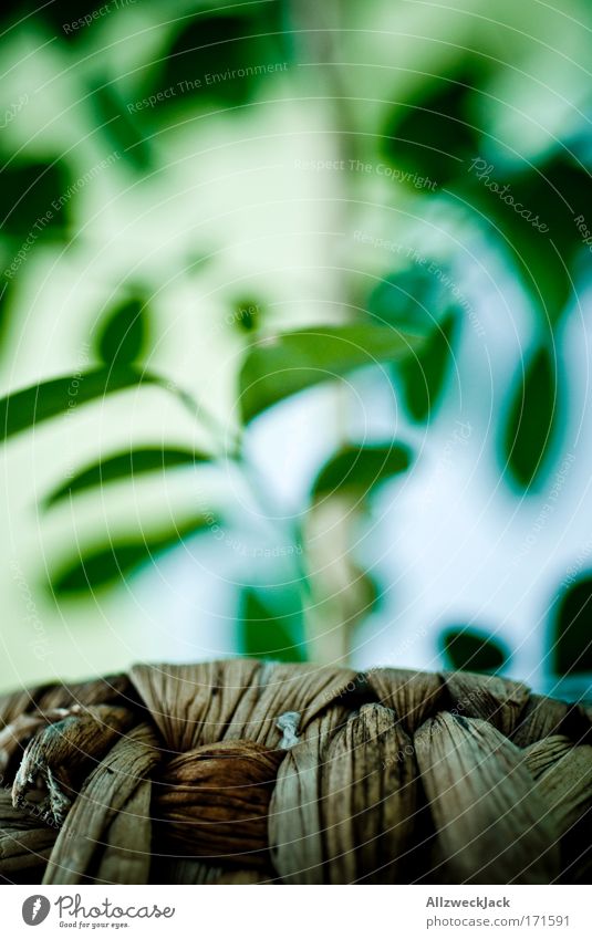 kreativitätskrise Farbfoto Innenaufnahme Nahaufnahme Experiment Menschenleer Tag Starke Tiefenschärfe Froschperspektive Natur Pflanze Blatt Grünpflanze Jasmin