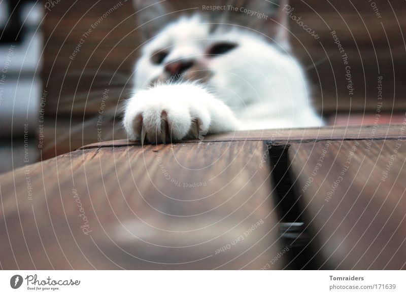 Jagtinstinkt Spielen Tisch Tier Haustier Katze 1 beobachten Blick frech Neugier Farbfoto Außenaufnahme Nahaufnahme Textfreiraum unten Abend