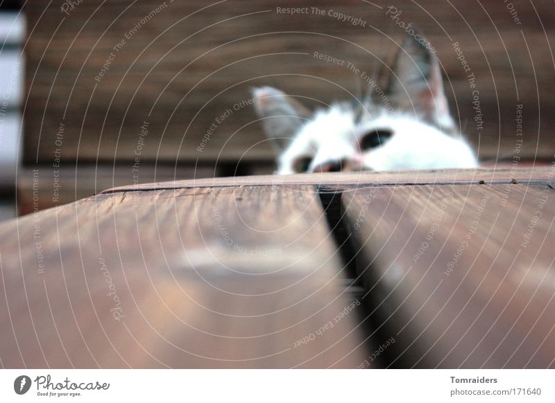 Neugier Spielen Tisch Tier Haustier Katze 1 beobachten niedlich geduldig ruhig Farbfoto Außenaufnahme Nahaufnahme Textfreiraum unten Abend