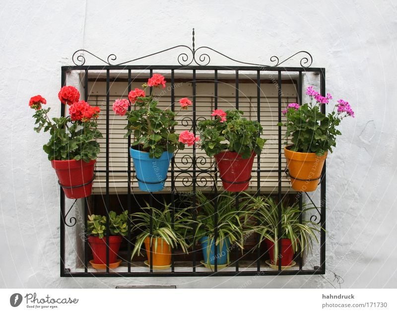 Andalusische Fensteridylle Farbfoto Detailaufnahme Menschenleer Tag Pflanze Blume Blüte Topfpflanze Garten Spanien Haus Mauer Wand Ferien & Urlaub & Reisen