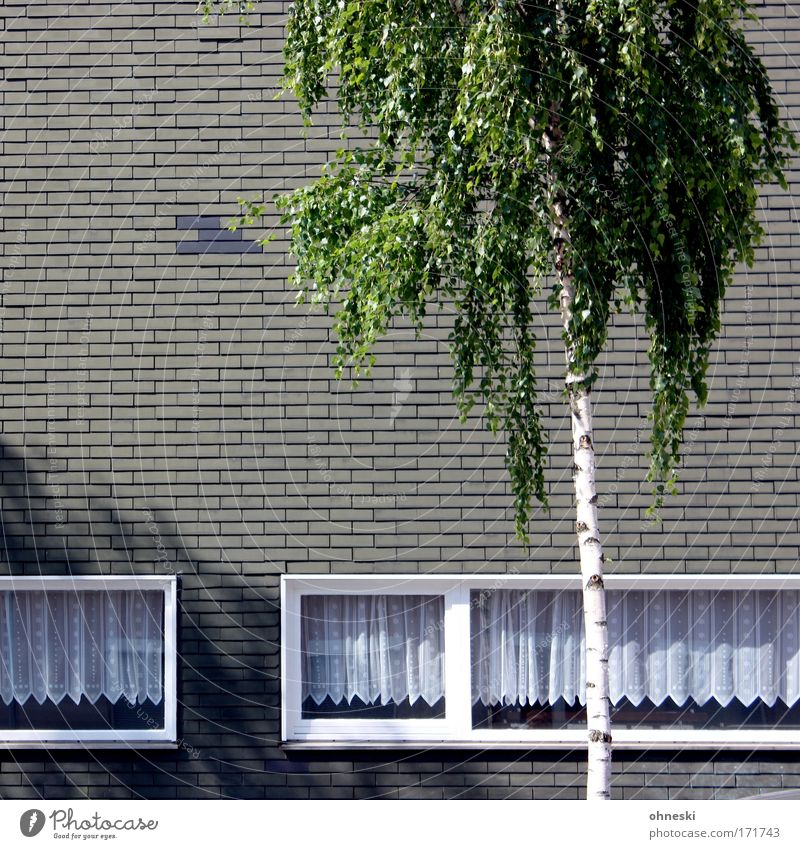 Palm Beach Bochum Gedeckte Farben Außenaufnahme Textfreiraum links Schatten Kontrast Sonnenlicht Sonnenstrahlen Baum Blatt Birke Stadt Haus Architektur Mauer