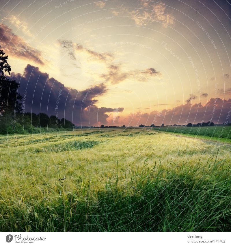 Abenddämmerung mit straken Wolken und Getreidehalmen im Vordergrund Farbfoto Außenaufnahme Menschenleer Textfreiraum rechts Textfreiraum oben Dämmerung Licht