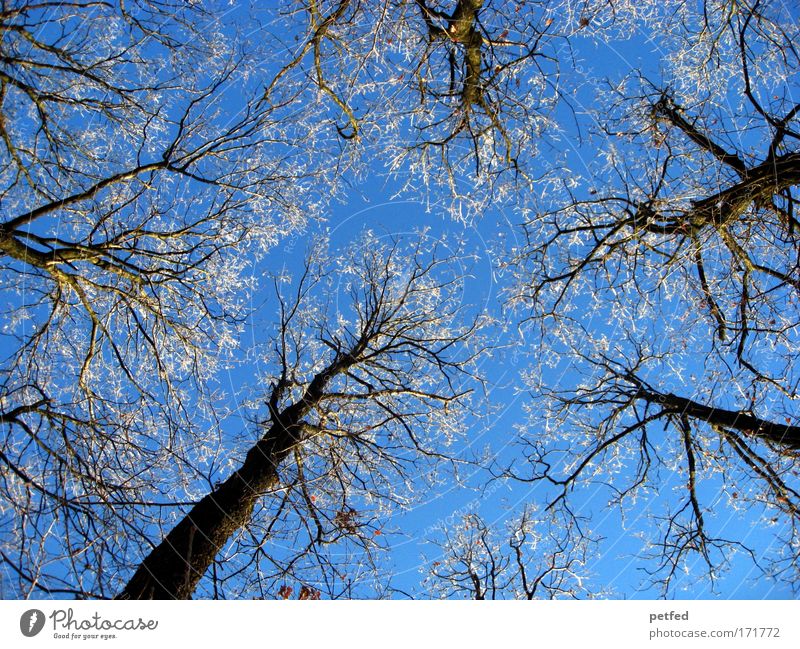 Winter im Sommer Ausflug Schnee Wolkenloser Himmel Eis Frost Baum Wald alt hoch kalt hart Farbfoto Außenaufnahme Menschenleer Tag Froschperspektive