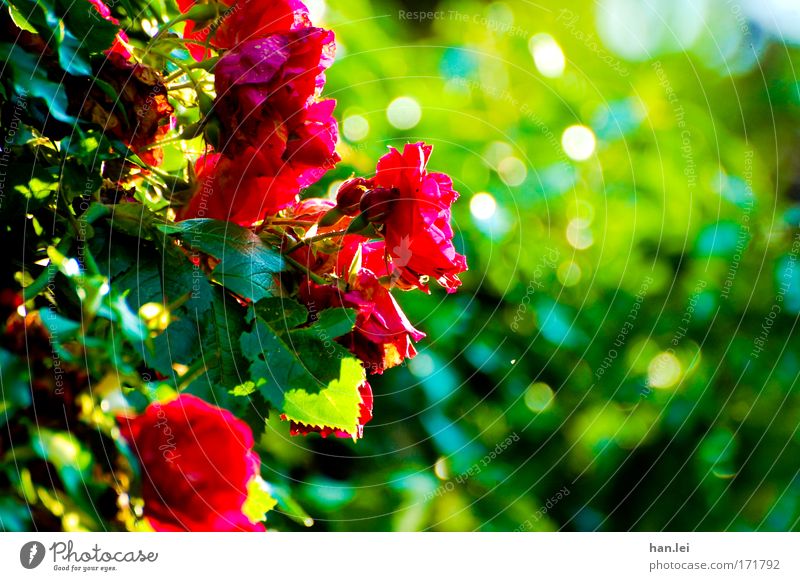 Rosen Farbfoto Außenaufnahme Detailaufnahme Textfreiraum rechts Tag Sonnenlicht Unschärfe Totale elegant Pflanze Tier Frühling Sommer Blume Grünpflanze Park