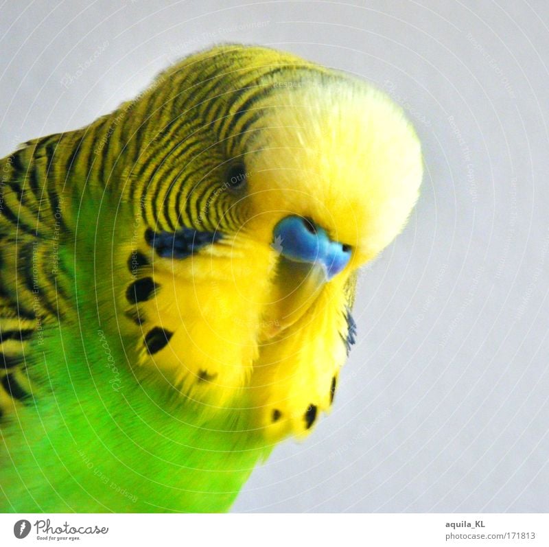 Friedolin .............VS Farbfoto Innenaufnahme Menschenleer Blick in die Kamera Tier Haustier Wildtier Vogel Farbe einzigartig niedlich Wellensittich