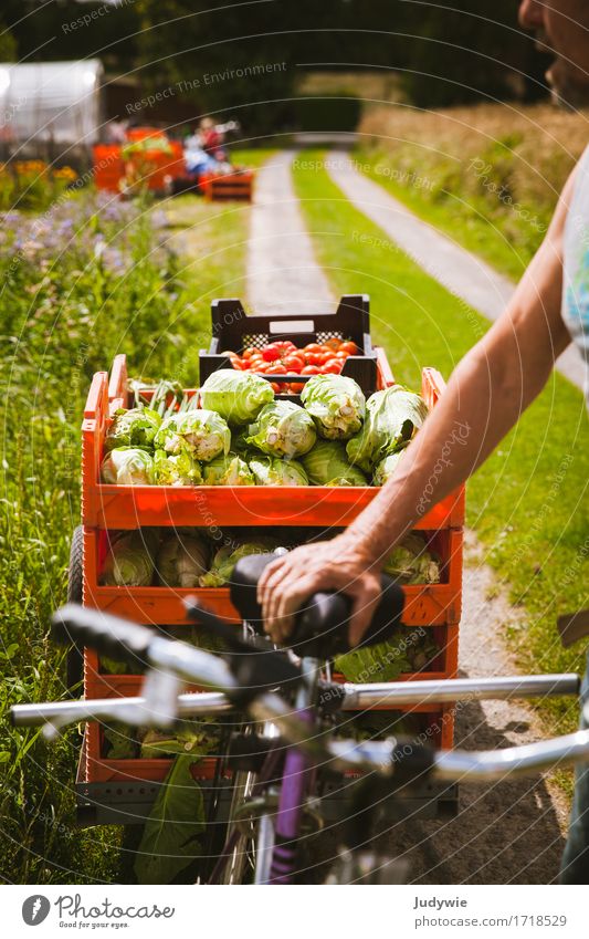 Reiche Ernte Lebensmittel Gemüse Kohl Ernährung Bioprodukte Vegetarische Ernährung sportlich Fitness Freizeit & Hobby Gartenarbeit Fahrradfahren Mensch maskulin
