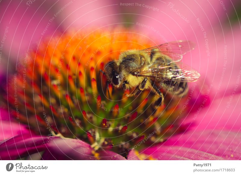 Pollensammlerin Pflanze Blume Blüte Sonnenhut Roter Sonnenhut Tier Nutztier Biene 1 Arbeit & Erwerbstätigkeit Fressen krabbeln gelb violett orange fleißig