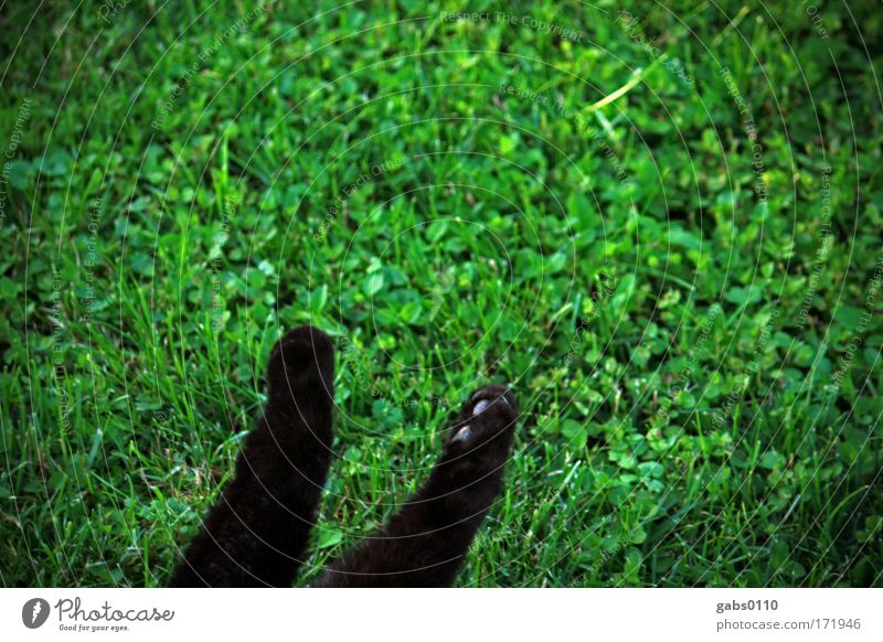 katzentatzen im grünen Farbfoto Außenaufnahme Menschenleer Textfreiraum oben Umwelt Natur Pflanze Tier Erde Gras Garten Wiese Haustier Katze 1 füttern genießen