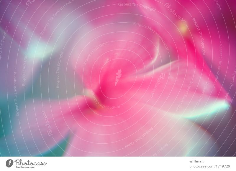 Blütenaquarell, Design samtig-weich Blume Blütenstempel rosa Aquarell Pflanze sanft duftig verträumt zart Pastellton Unschärfe Bokeh unscharf Traumbilder