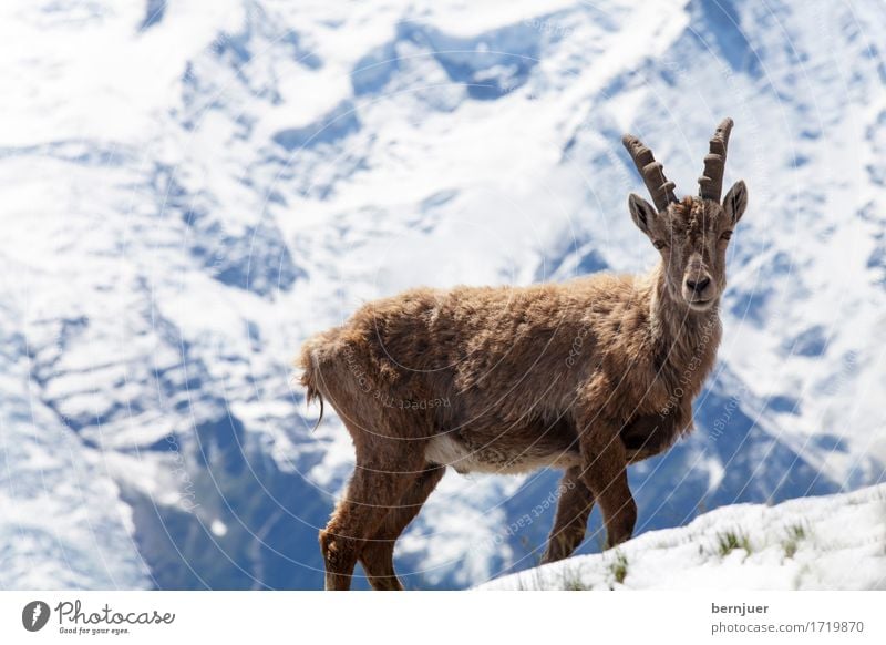 Stoabog Schönes Wetter Berge u. Gebirge Mont Blanc Schneebedeckte Gipfel Wildtier 1 Tier beobachten authentisch braun weiß Kraft Steinbock Alpen Gletscher