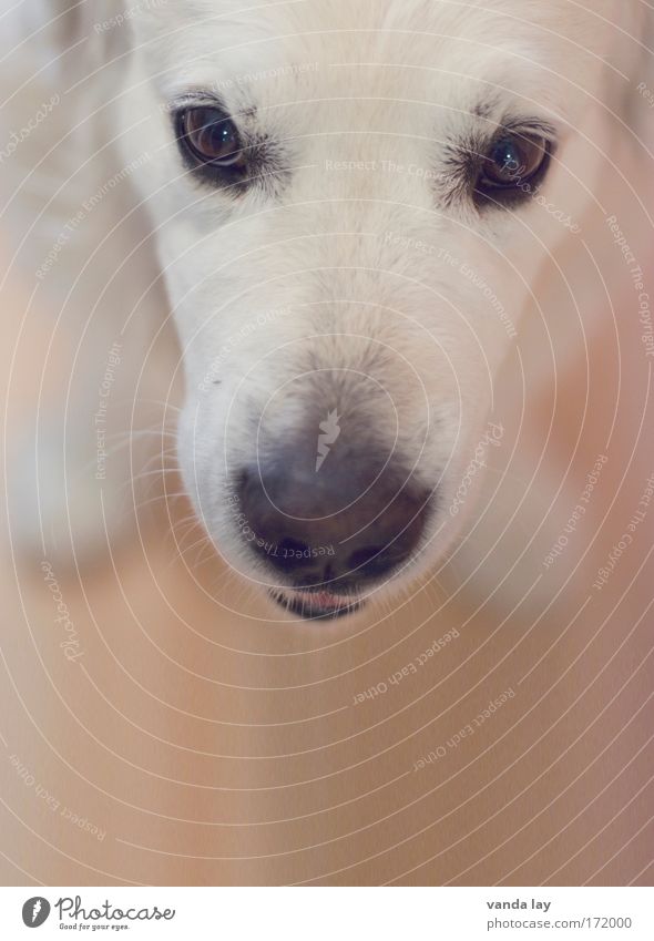 Herr Maier Farbfoto Menschenleer Textfreiraum unten Unschärfe Starke Tiefenschärfe Tierporträt Blick Blick in die Kamera Haustier Hund 1 frech Freundlichkeit