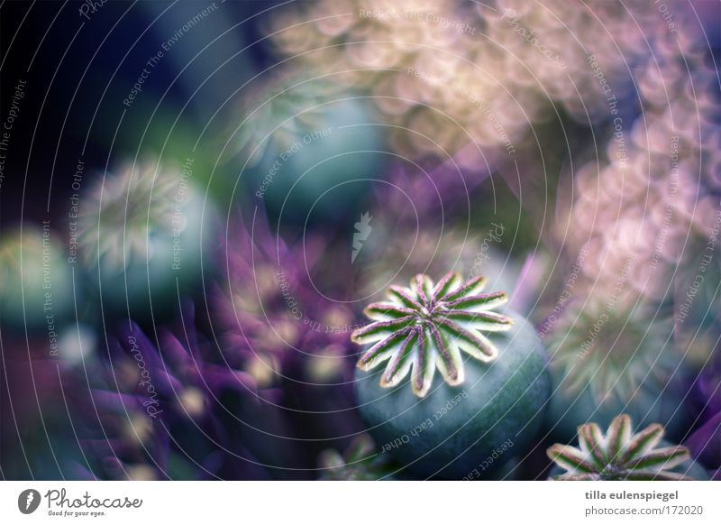1 Experiment abstrakt Muster Strukturen & Formen Menschenleer Pflanze Blume Sträucher Blüte Blumenstrauß verblüht dehydrieren alt ästhetisch außergewöhnlich