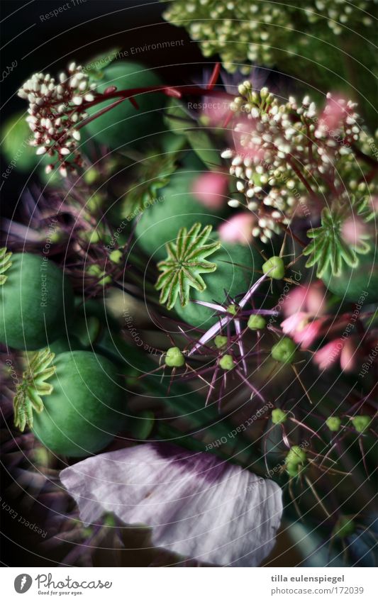 6 Farbfoto Innenaufnahme Experiment abstrakt Muster Strukturen & Formen Menschenleer Schatten Pflanze Blüte Blumenstrauß außergewöhnlich dunkel fantastisch
