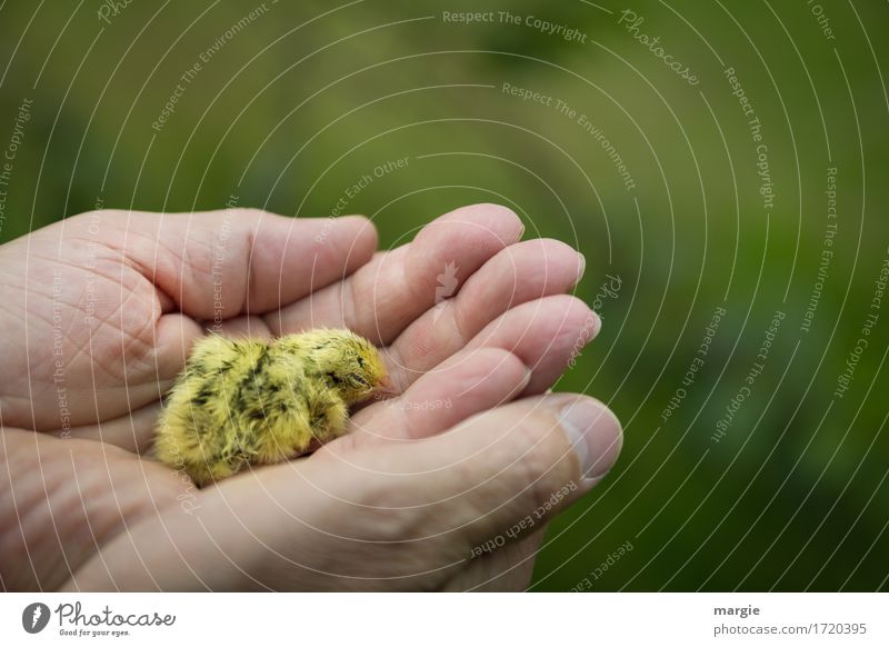 Eine Handvoll "Leben": ein kleines krankes Küken in einer Menschenhand Tier Haustier Nutztier Wildtier Vogel 1 gelb grün Tierjunges ausrutschen Müdigkeit