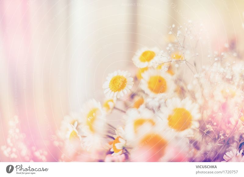 Margeriten Blumen Lifestyle Design Sommer Häusliches Leben Dekoration & Verzierung Natur Pflanze Sonnenlicht Schönes Wetter Blatt Blüte Blühend rosa Pastellton
