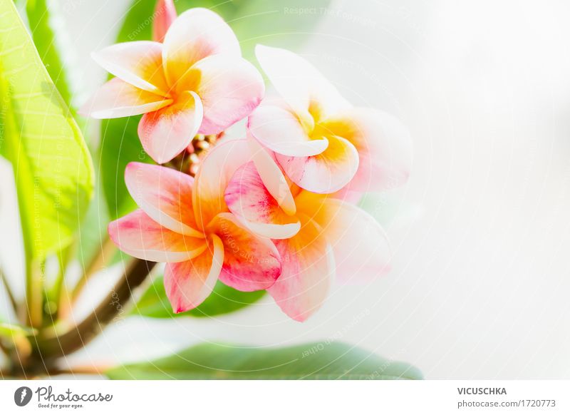 Frangipani Blumen Lifestyle Design Sommer Garten Natur Pflanze Sonnenlicht Frühling Schönes Wetter Blatt Blüte exotisch Park gelb rosa Duft tropisch grün hell