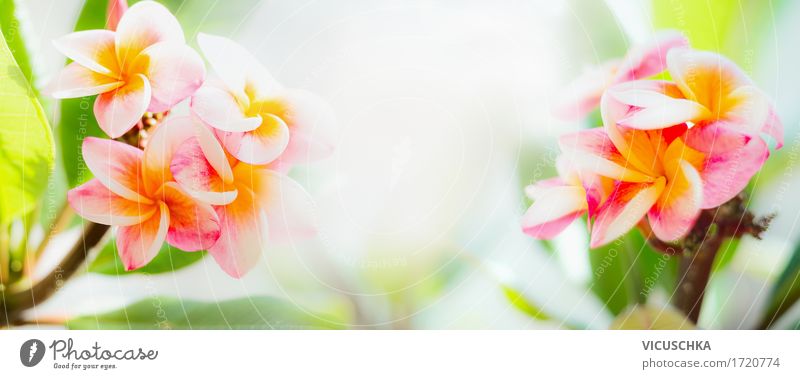 Frangipani Blumen auf tropischen Natur Hintergrund Design Erholung Spa Ferien & Urlaub & Reisen Sommer Umwelt Landschaft Pflanze Sonnenlicht Klima