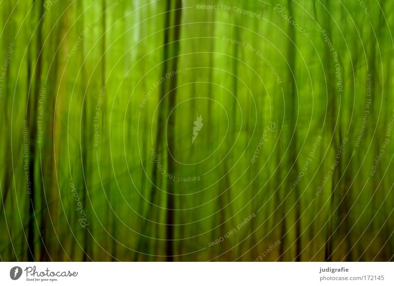 Wald Farbfoto Außenaufnahme Experiment abstrakt Strukturen & Formen Tag Unschärfe Umwelt Natur Landschaft Pflanze Tier Sommer Baum grün Angst träumen