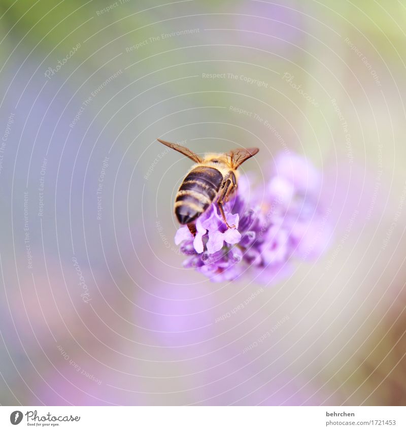 BH...BienenHintern:) Natur Pflanze Tier Sommer Schönes Wetter Blume Blatt Blüte Lavendel Garten Park Wiese Wildtier Flügel Hinterteil 1 beobachten Blühend Duft
