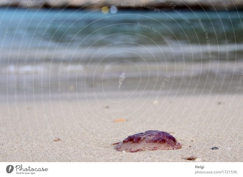 Feuerqualle... Ferien & Urlaub & Reisen Umwelt Natur Landschaft Tier Sand Wasser Frühling Schönes Wetter Küste Strand Bucht Insel Mallorca Qualle 1 liegen