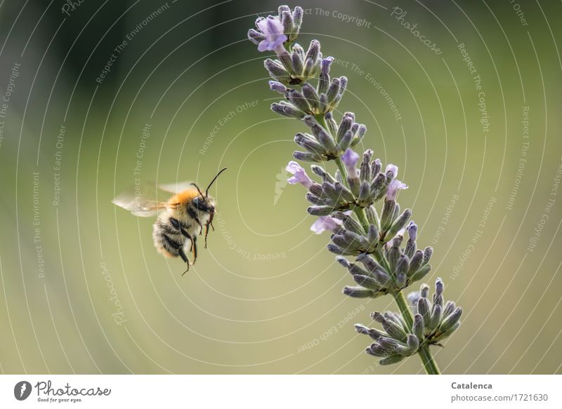 flauschig | mit Stachel. Hummel und Lavendel Natur Pflanze Tier Luft Sommer Blume Blüte Garten Wiese Wildtier Flügel Insekt 1 Arbeit & Erwerbstätigkeit Blühend