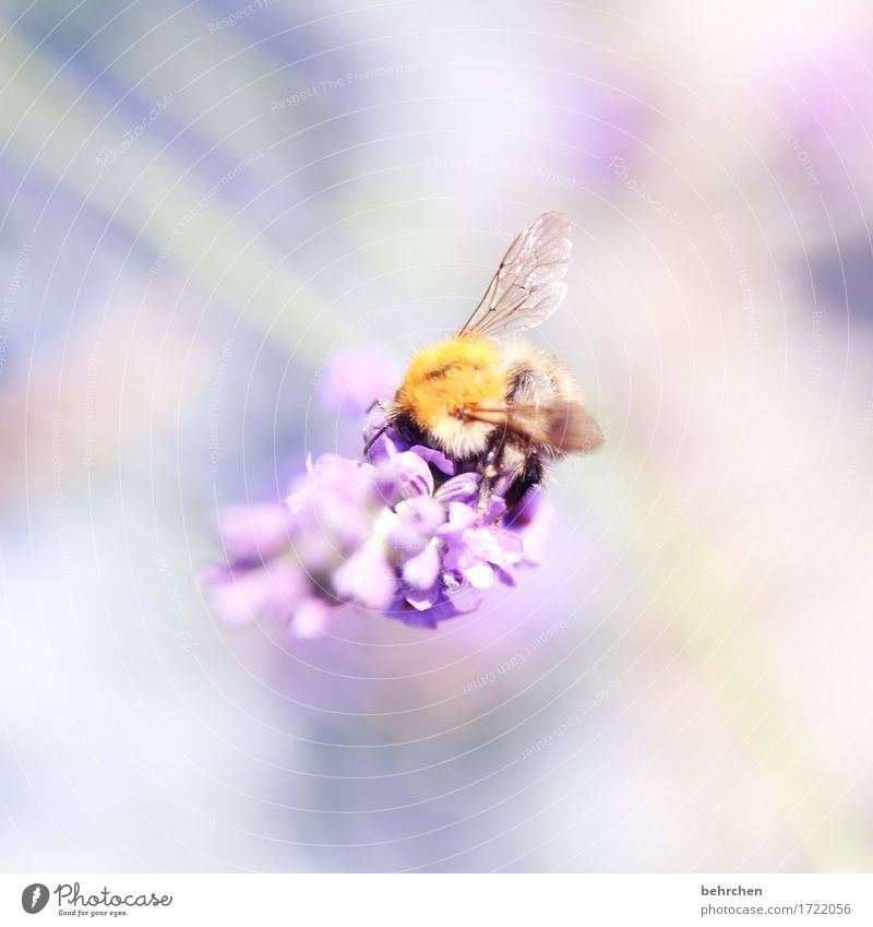 schwebend Natur Pflanze Tier Sommer Schönes Wetter Blume Blatt Blüte Lavendel Garten Park Wiese Wildtier Biene Flügel Hummel 1 Blühend Duft fliegen Fressen