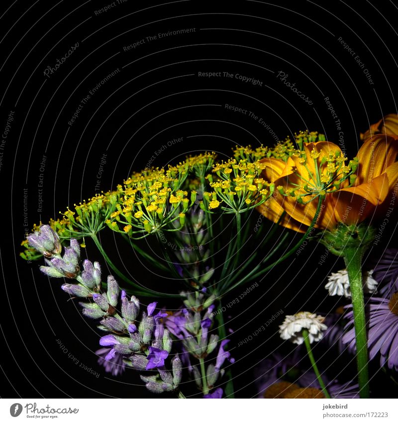 Provence meets Kleingarten Farbfoto Innenaufnahme Menschenleer Textfreiraum oben Abend Blitzlichtaufnahme Sommer Blume Blüte Lavendel Dillblüten Stengel Duft