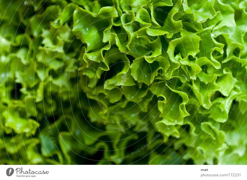 schön gesund Farbfoto Innenaufnahme Nahaufnahme Makroaufnahme Tag Lebensmittel Gemüse Salat Salatbeilage Bioprodukte Vegetarische Ernährung grün