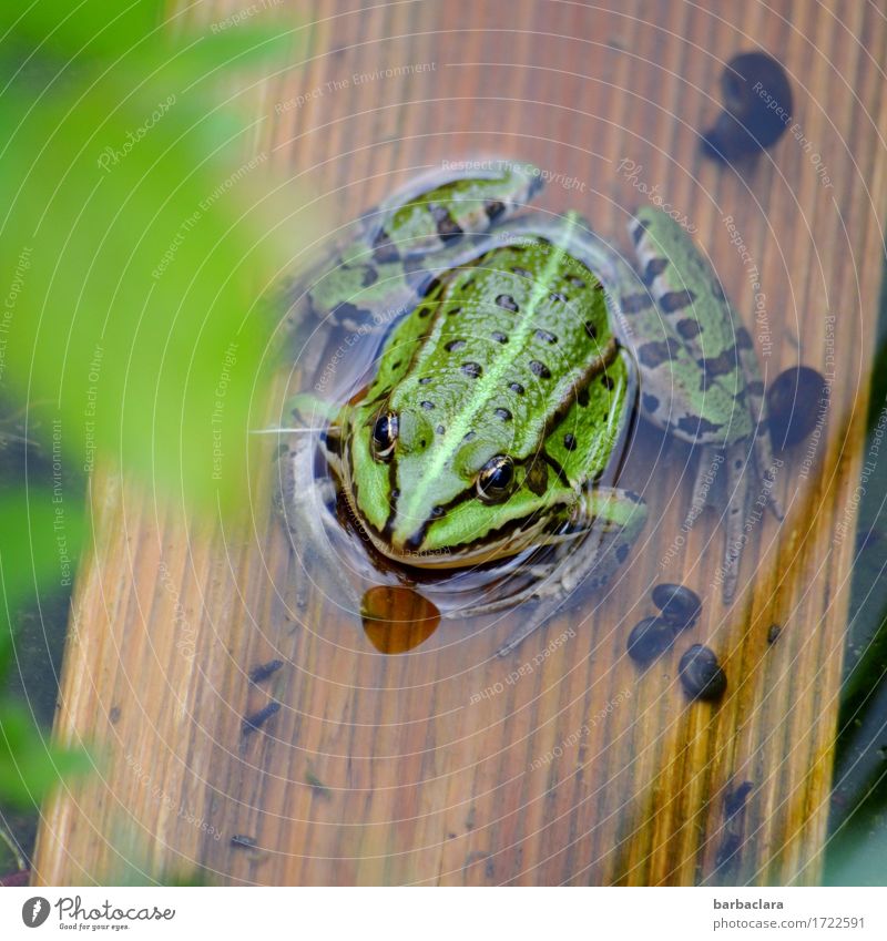 Küsschen! Wasser Sommer Klima Teich Frosch 1 Tier Holz sitzen grün Leben Natur Umwelt Farbfoto Außenaufnahme Nahaufnahme Muster Strukturen & Formen Menschenleer