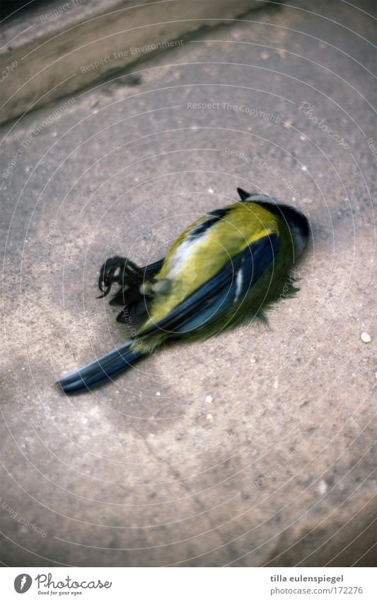 :( Farbfoto Totes Tier Vogel 1 Traurigkeit trist Tod Schmerz Erschöpfung Trauer Vergänglichkeit Meisen Ende