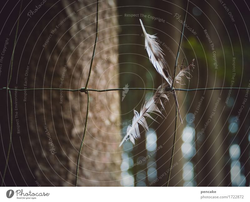 mitgehangen mitgefangen Baum Wald Vogel Flügel Zeichen berühren fliegen hängen Solidarität Schmerz gefährlich verlieren Feder Zaun Drahtzaun Knoten Opfer