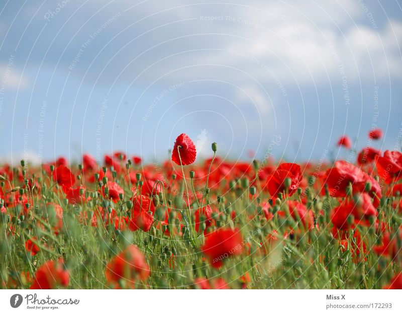 Poppy Farbfoto mehrfarbig Außenaufnahme Schwache Tiefenschärfe Natur Pflanze Sommer Schönes Wetter Blume Blüte Wiese Feld Hügel Wachstum Duft rot Drogensucht