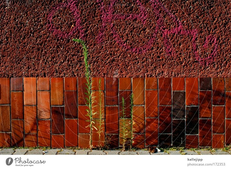 resistent Farbfoto mehrfarbig Außenaufnahme Menschenleer Textfreiraum oben Tag Schatten Totale Umwelt Natur Pflanze Gras Moos Blatt Wildpflanze Haus Mauer Wand