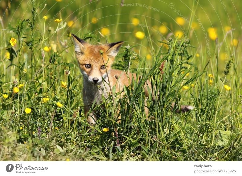 kleiner junger Fuchs schön Baby Umwelt Natur Tier Gras Pelzmantel Hund Tierjunges natürlich niedlich wild braun grün rot Tierwelt Säugetier Schamlippen