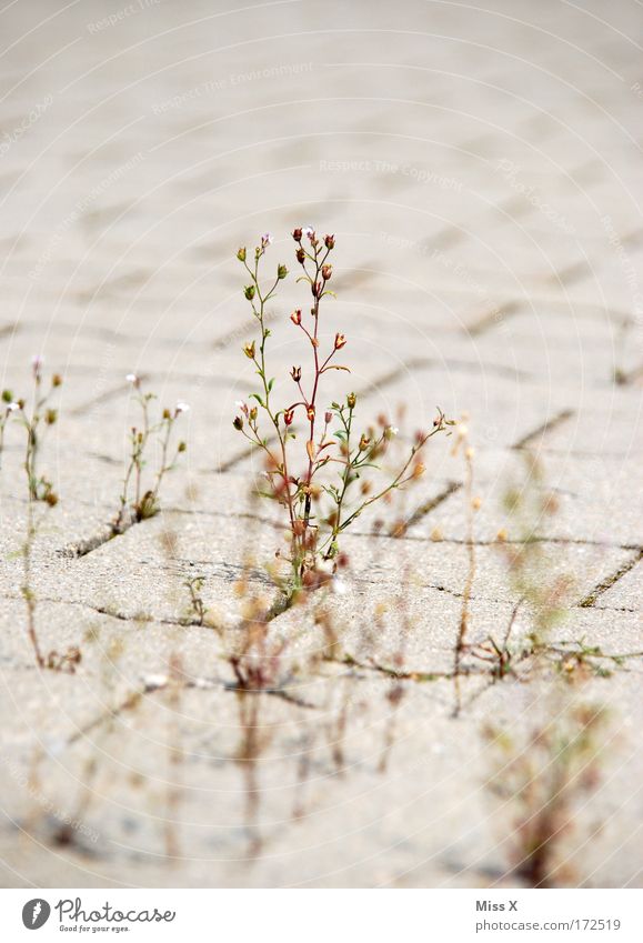 Unscheinbar Farbfoto Gedeckte Farben Außenaufnahme Detailaufnahme Menschenleer Schwache Tiefenschärfe Natur Pflanze Gras Wildpflanze Park Ruine Straße