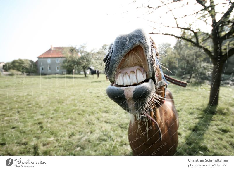 Lachendes Pferd Farbfoto Außenaufnahme Textfreiraum links Tag Sonnenlicht Schwache Tiefenschärfe Zentralperspektive Tierporträt Blick in die Kamera Tiergesicht