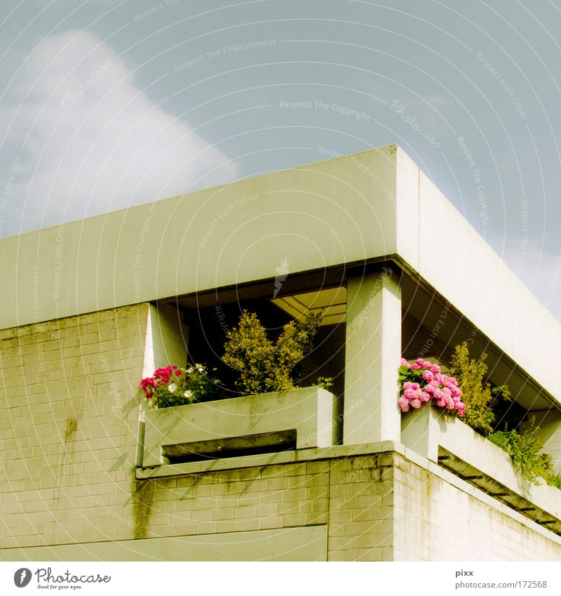 colourlovers [Usertreffen Bo] Farbfoto Außenaufnahme Menschenleer Sommer Wohnung Schönes Wetter Pflanze Blume Architektur Balkon ruhig Heimweh Neid einzigartig