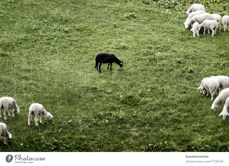 It Don't Matter if You're Black or White Natur Landschaft Gras Tier Nutztier Schaf Schafherde Tiergruppe Herde Einsamkeit einzigartig Rassismus schwarz
