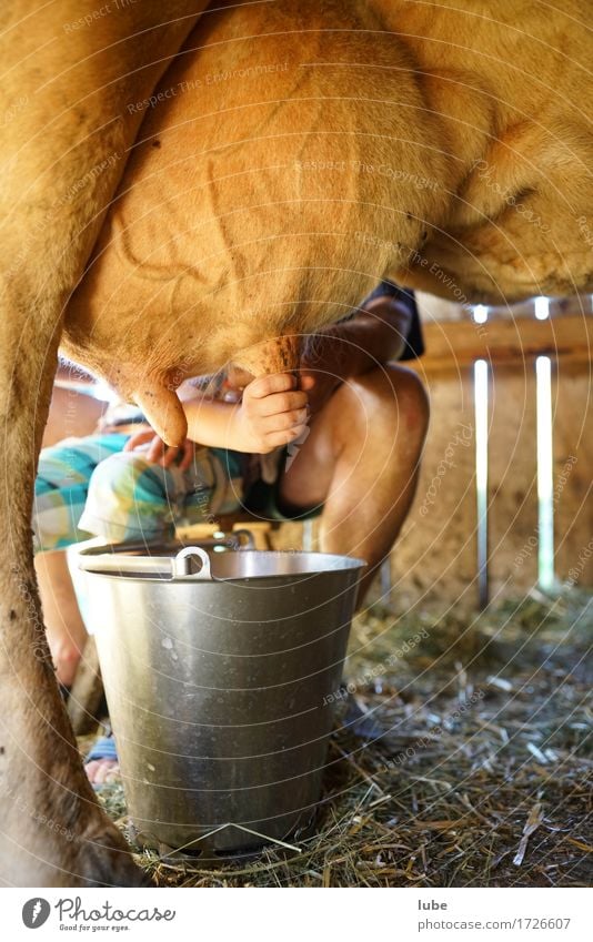 Melkkuh Joghurt Milcherzeugnisse Kuh Arbeit & Erwerbstätigkeit frisch Gesundheit Frischmilch Euter melken Melker Milchkuh Melkkübel Stallarbeit Landwirt